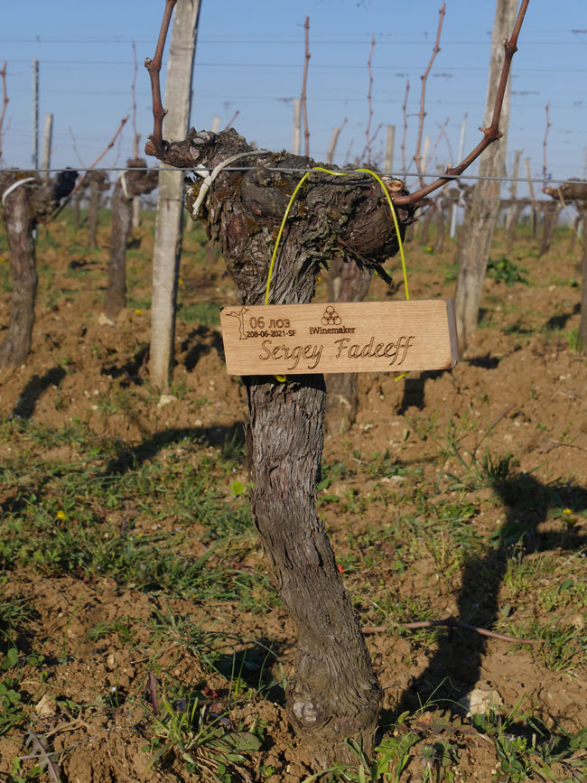 Виноградник на урожай